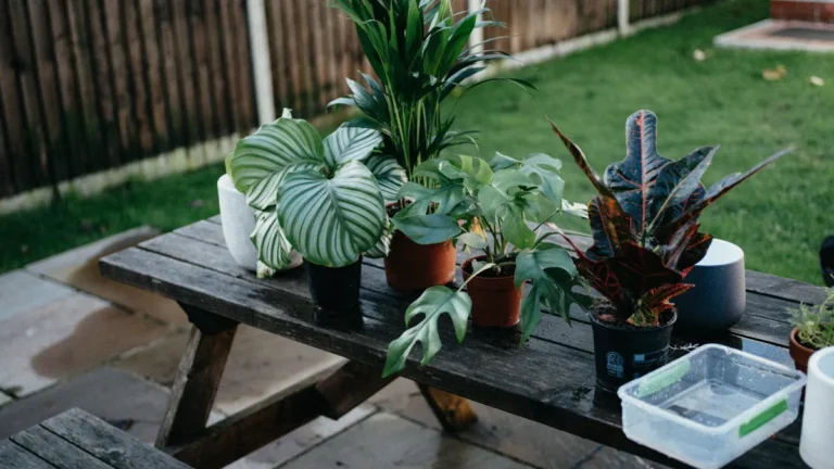 Indoor Plant Basics