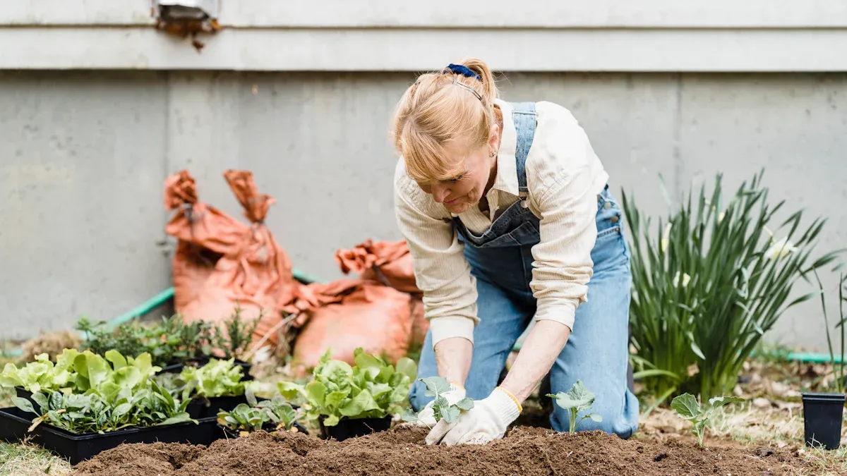 Budget Planting Ideas