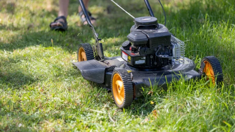 Complete Lawn Care Guide for Beginners