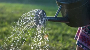 How Often Should You Water Indoor Plants?