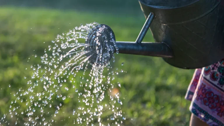How Often Should You Water Indoor Plants?