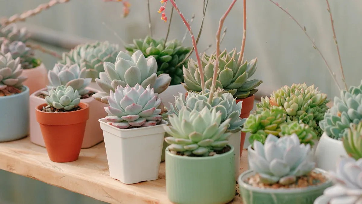 Selecting Easy Plants for Beginners