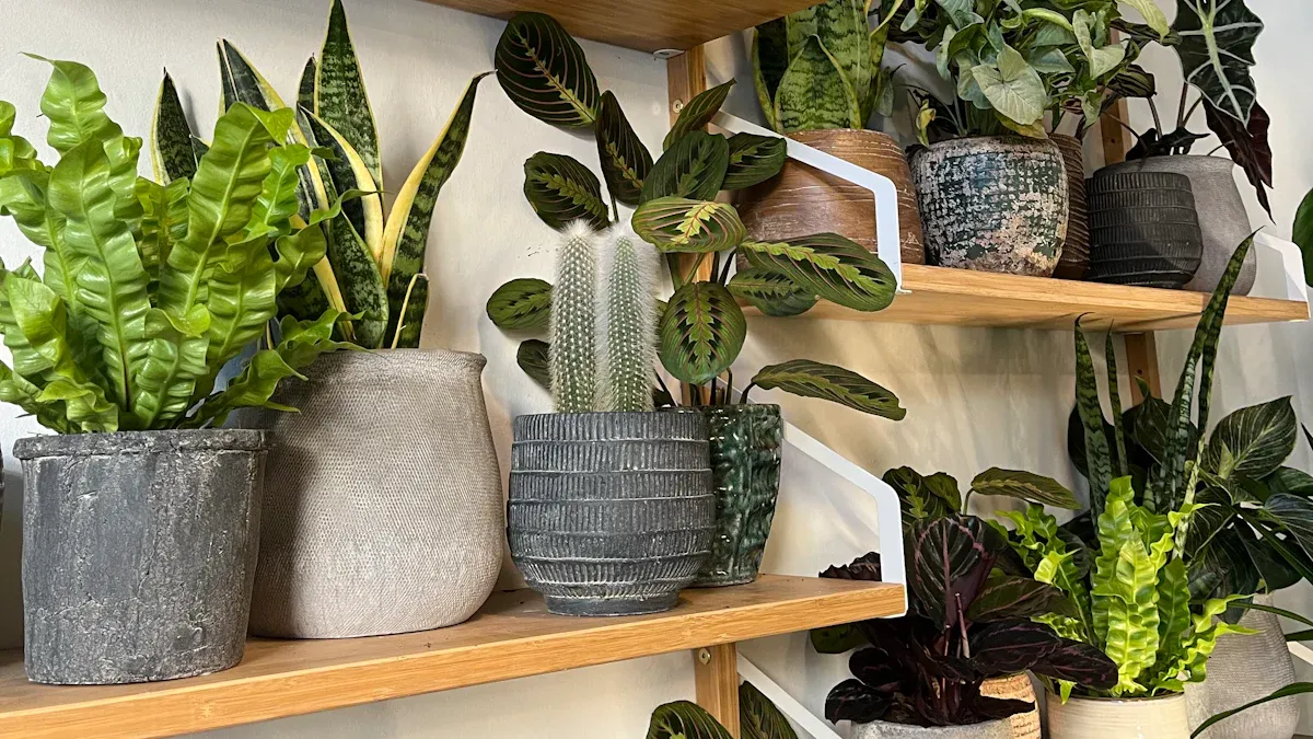 Care for Low Light Indoor Plants