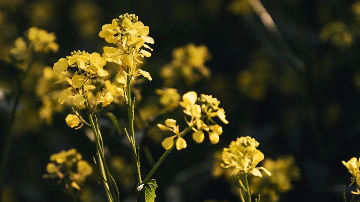 Benefits of Native Plants