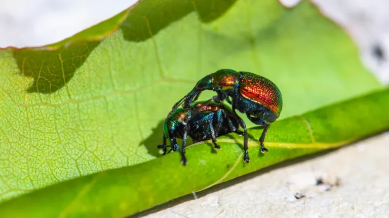 Common Garden Pests and Natural Control Methods