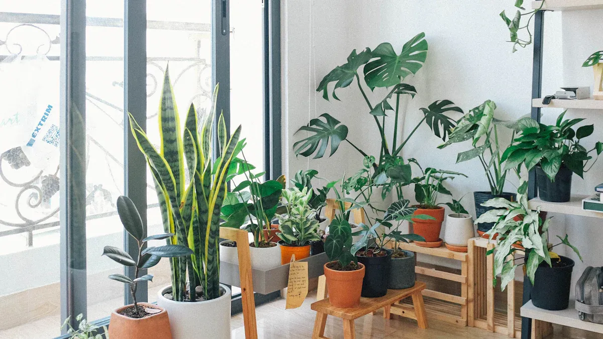 Improving Light for Houseplants