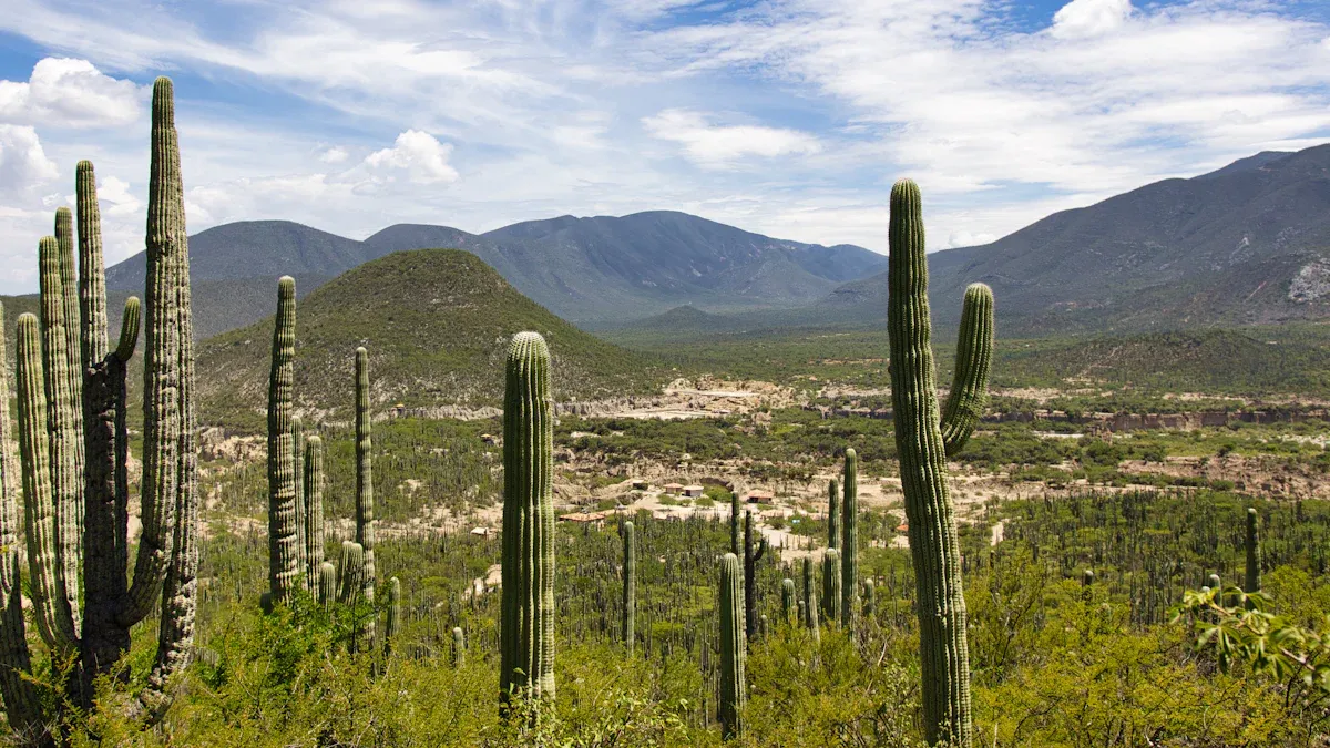 Understanding Your Climate