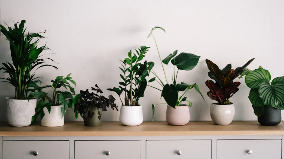 Top Low-Light Indoor Plants