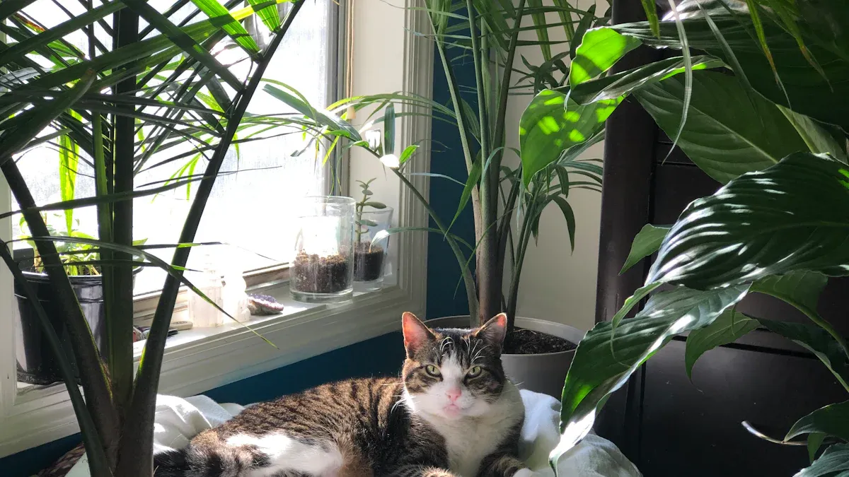 Indoor Plant Safety Tips