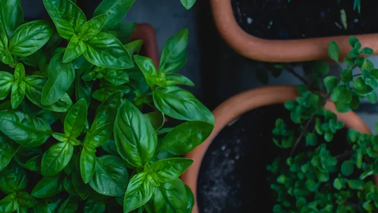 Easy Herbs to Grow in a Home Garden