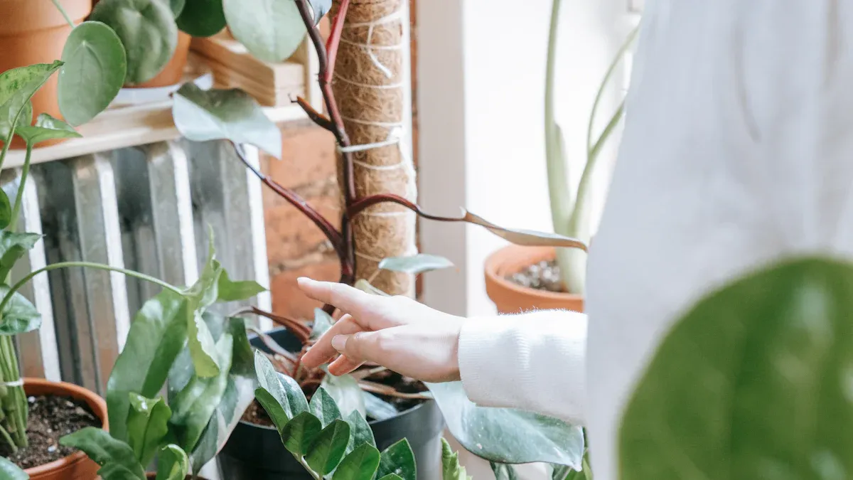 Best Practices to Prevent Overwatering