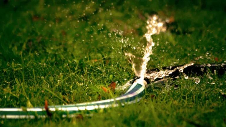 Best Time to Water Grass in Summer