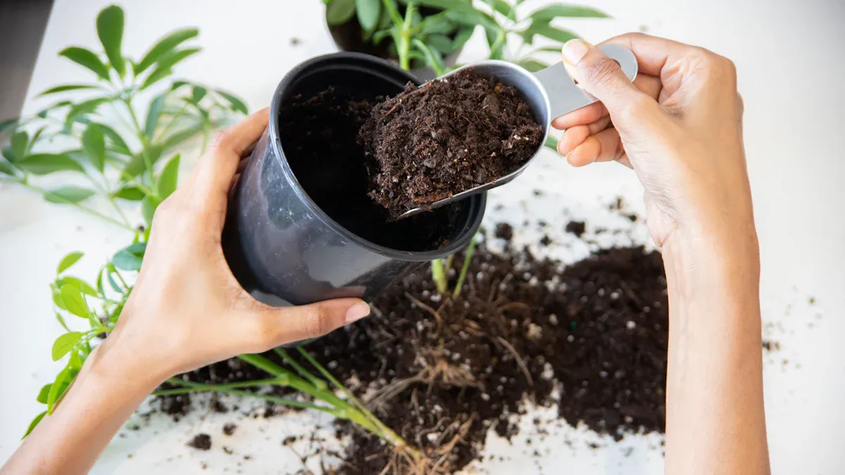 Step-by-Step Guide to Repot Indoor Plants