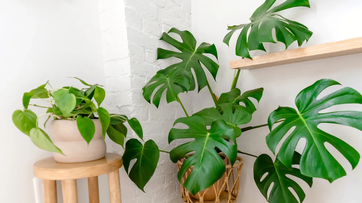 Low Light Indoor Plants for Apartments