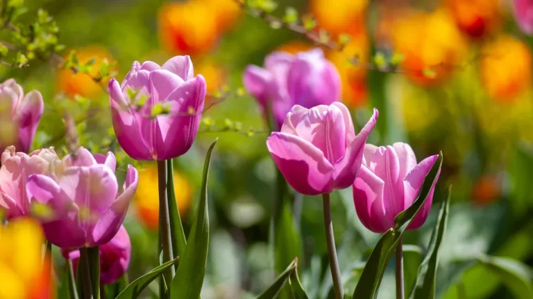 Seasonal Gardening Calendar for Beginners