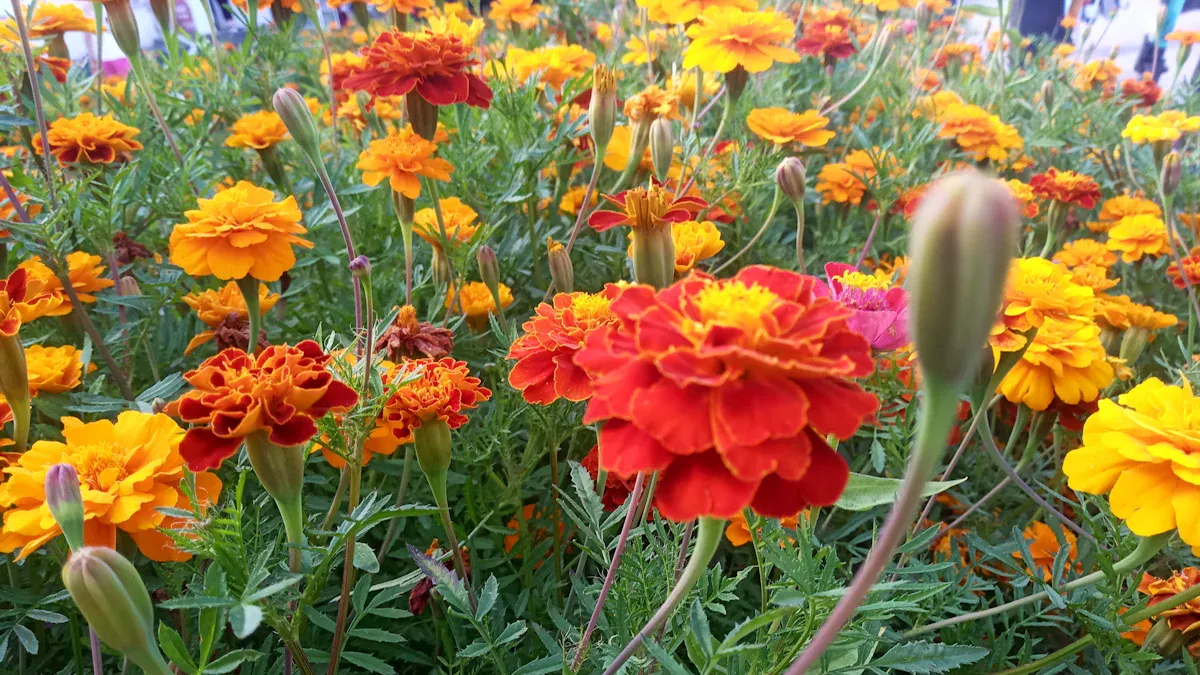 Best Vegetables to Grow