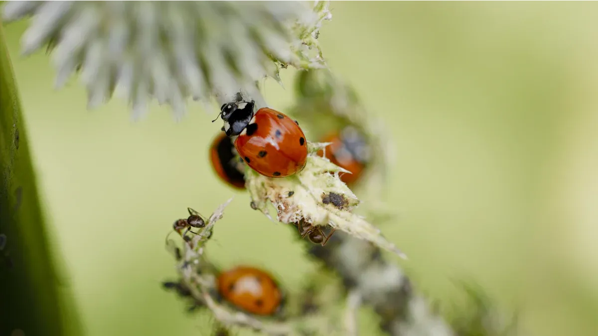 Common Pests and Control Methods