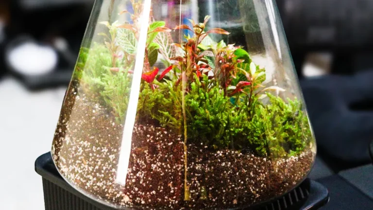 Common Indoor Plant Problems and Solutions