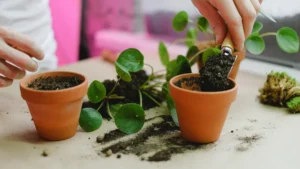 How to Repot Indoor Plants Step by Step