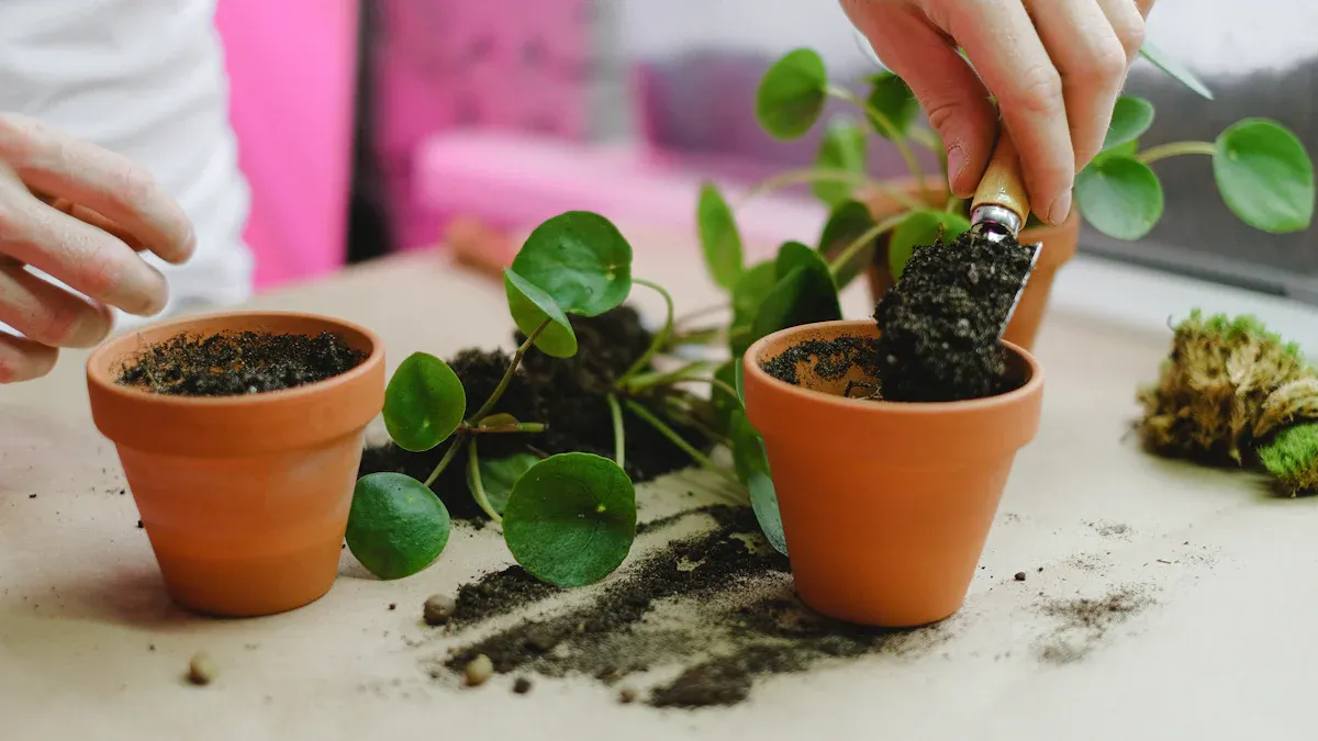 How to Repot Indoor Plants Step by Step