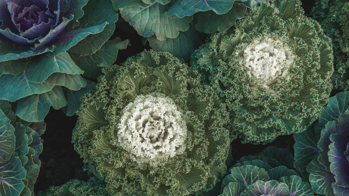 Selecting Plants for Beginners