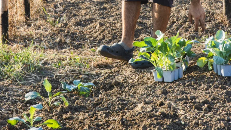 Organic Gardening: 18 Tips for Healthy Plants