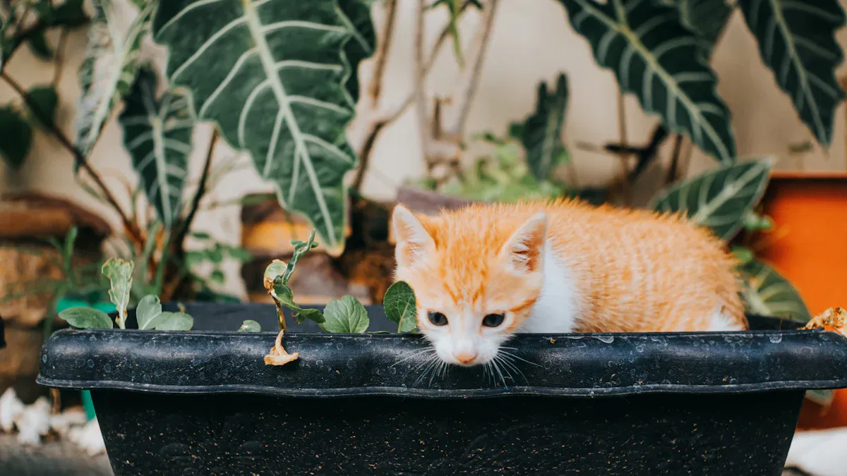 Pet Safe Plants