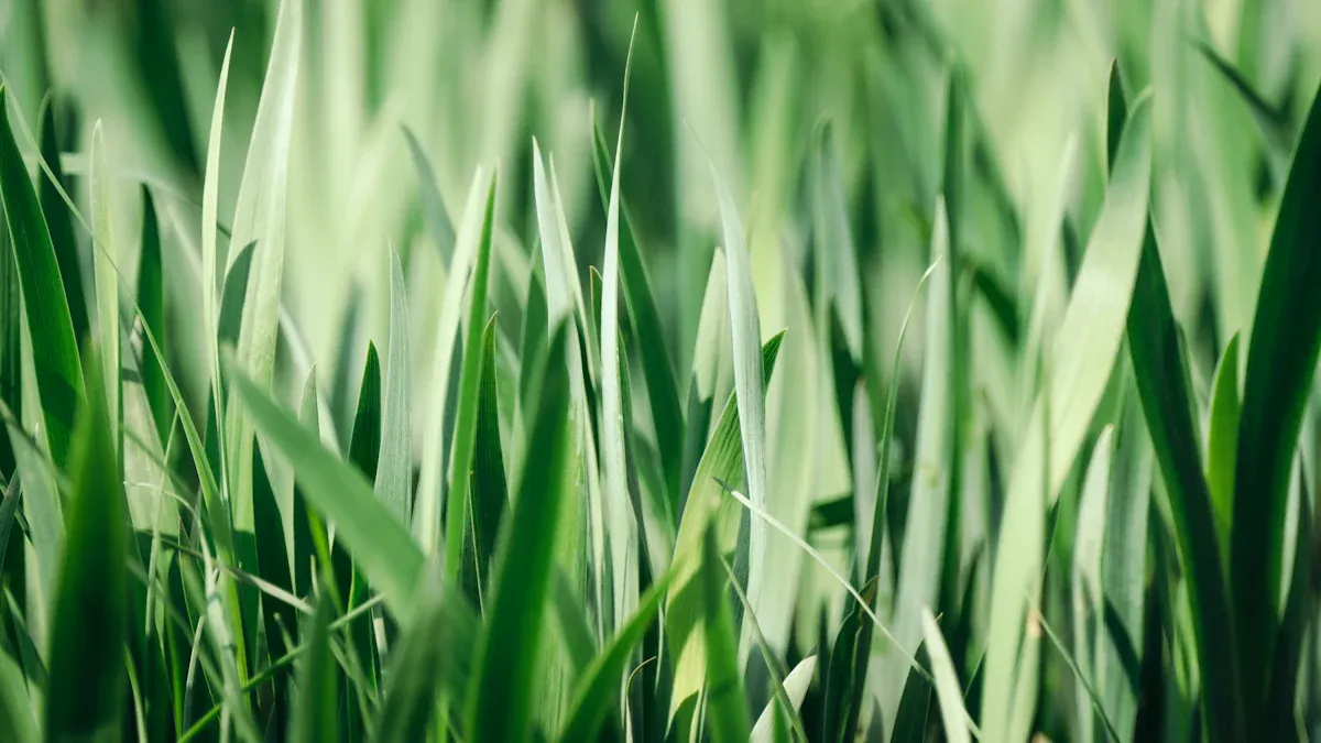 Spring Lawn Care Tips