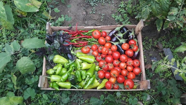 backyard vegetable garden ideas