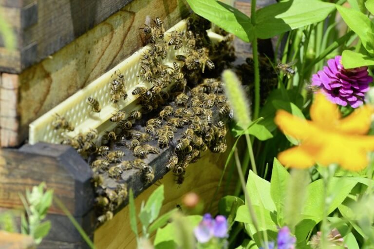 bee attracting garden designs