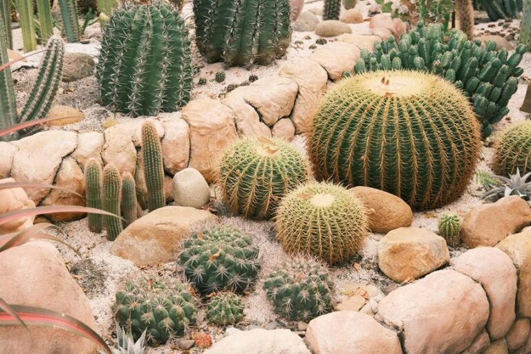 desert garden water smart landscaping