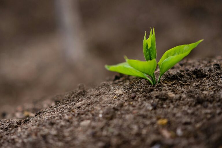 fertilizing schedule timing tips
