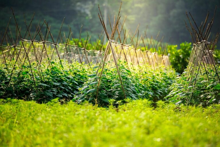 garden trellis ideas for climbing plants