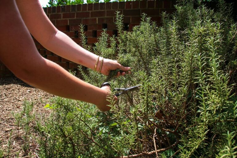 kitchen herb garden ideas