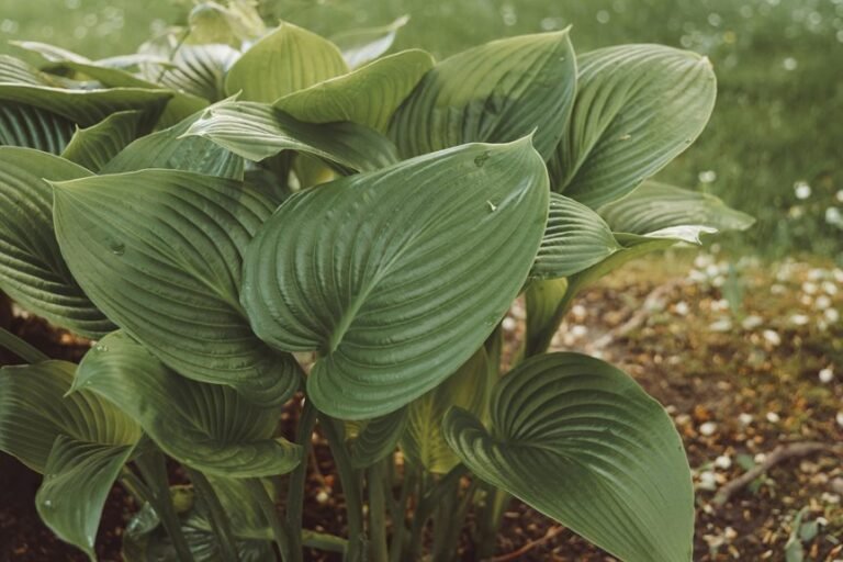 shade garden planting tips