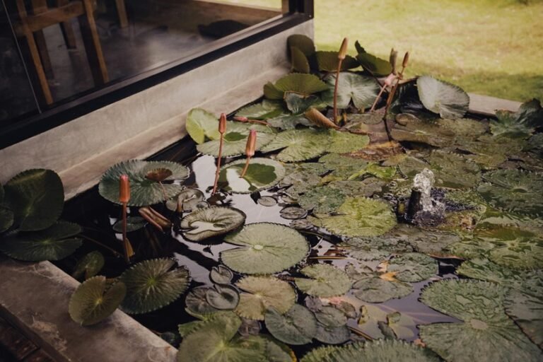 water garden design ideas