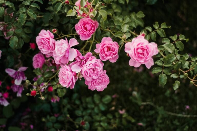 wildflower garden layout tips